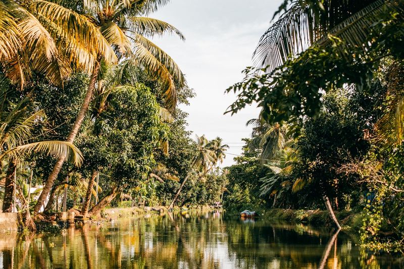 Narrow Kerala backwater canal lined with coconut palms, their reflections mirrored in the still water